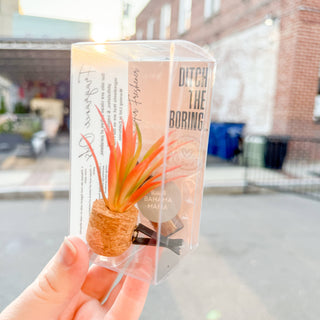 Orange Spikey Plant Vent Clip Car Air Freshener (Reusable)